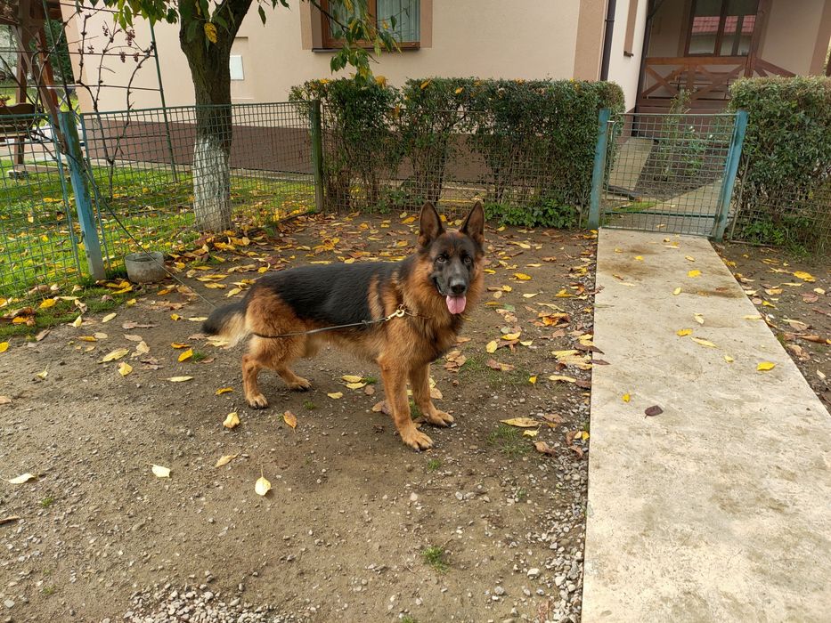 Кобель для в'язки