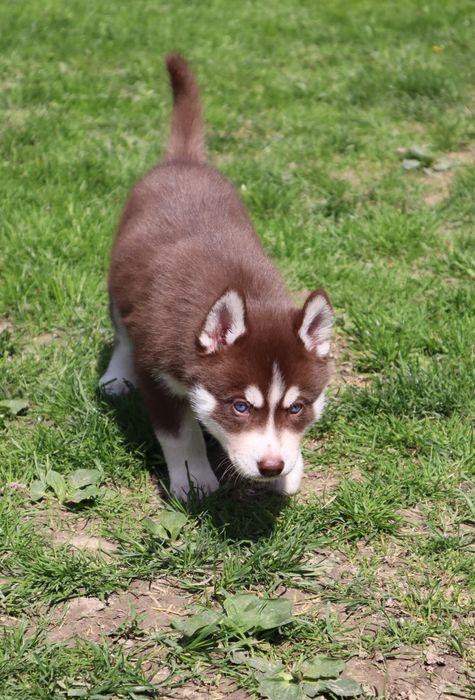 Zjawiskowy chłopczyk siberian husky ZKwP FCI