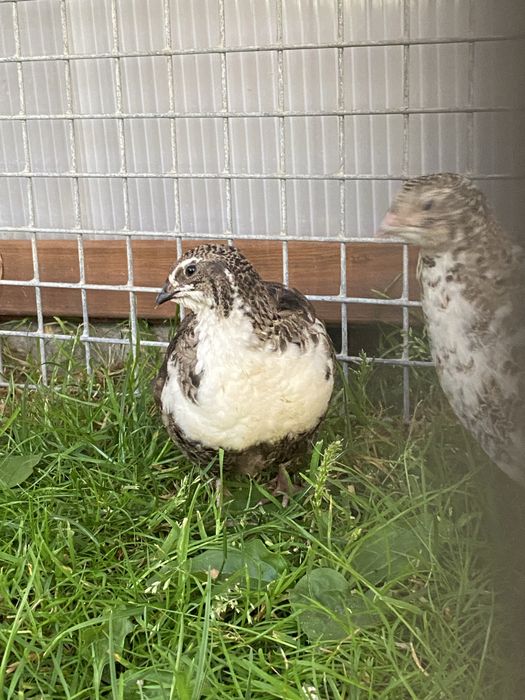 przepiórki, przepiórka japońskie