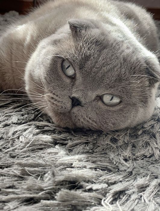 Шотландські кошенята