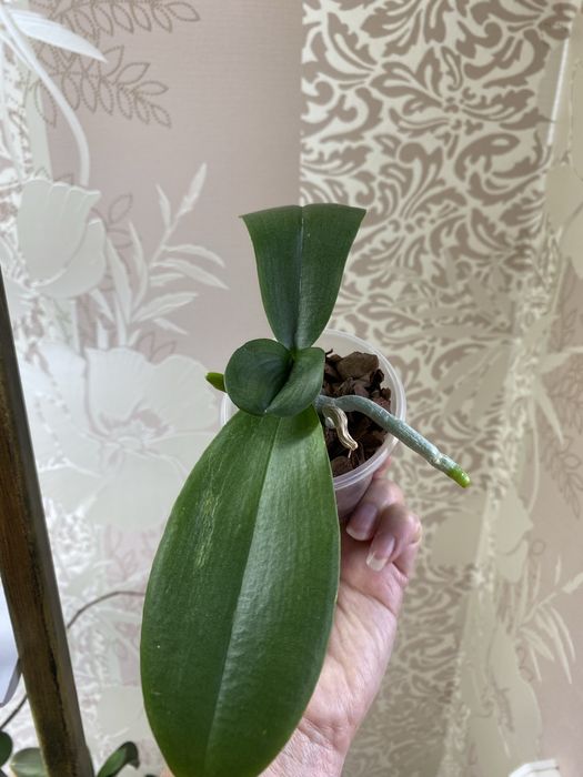 Орхідеї підлітки