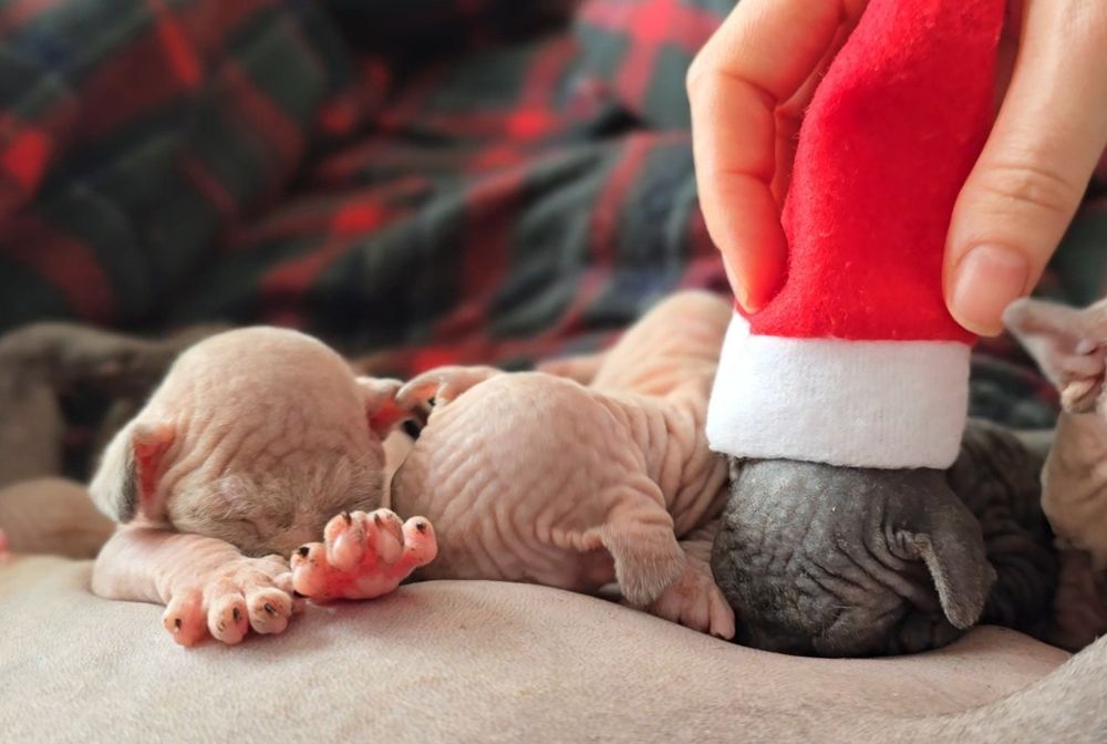 Przepiękny kot sfinks niebieskie oczka