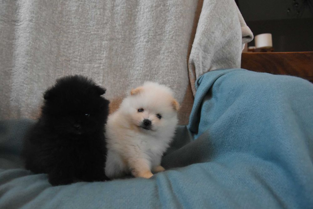 szpic miniaturowy pomeranian