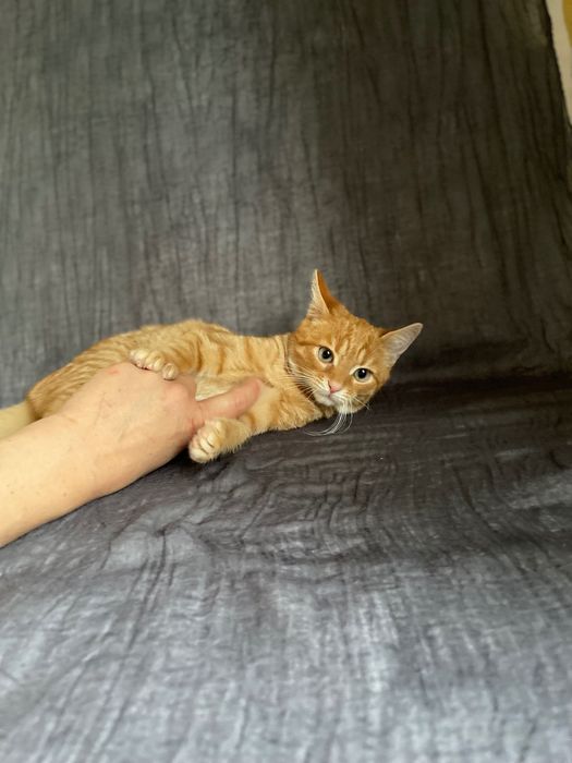 Котята котики отдам котенок мальчик