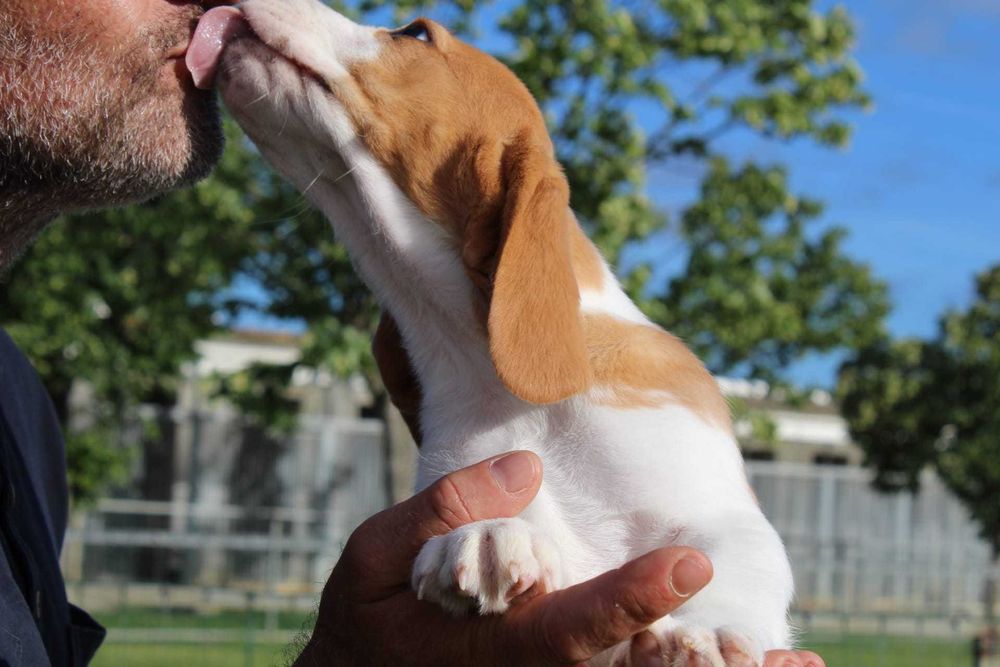 Beagle Bicolor bebé TOP