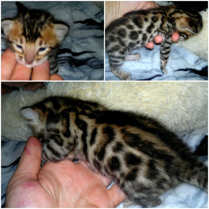 Яскраві бенгальські хлопчики і дівчатка BENn24