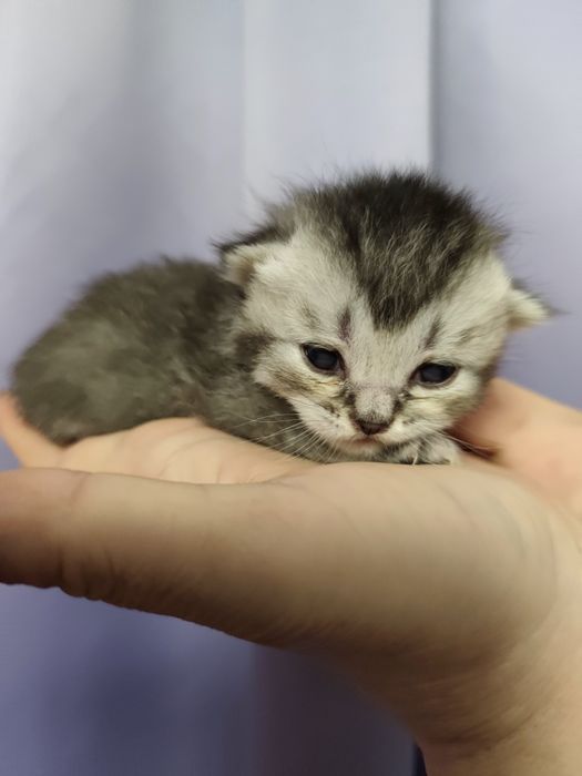 Бронювання кошенят