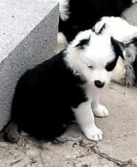 Cachorrinha border collie que parece um panda