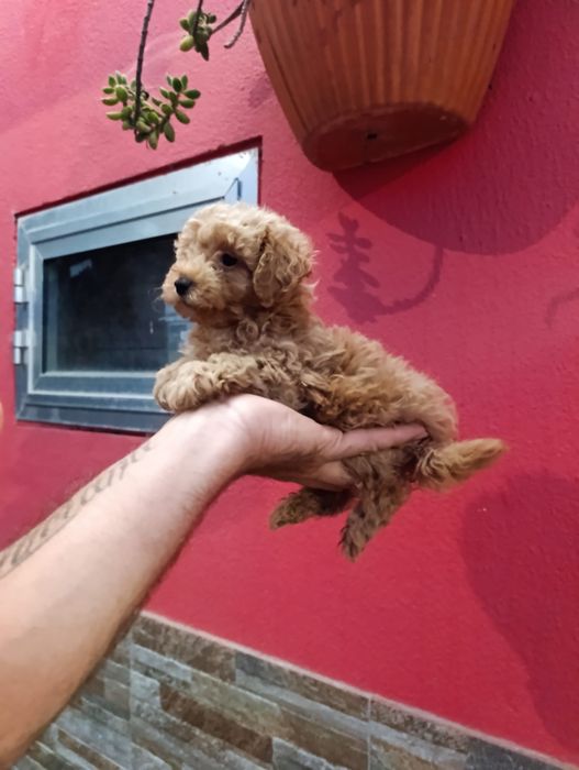 Poodle toy fêmea
