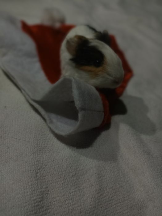 морские свинки  рыжему 1 месяц , белому 3 месяца