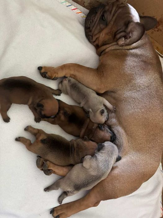 Цуценята французького бульдога