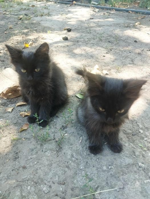Отдам котят бесплатно