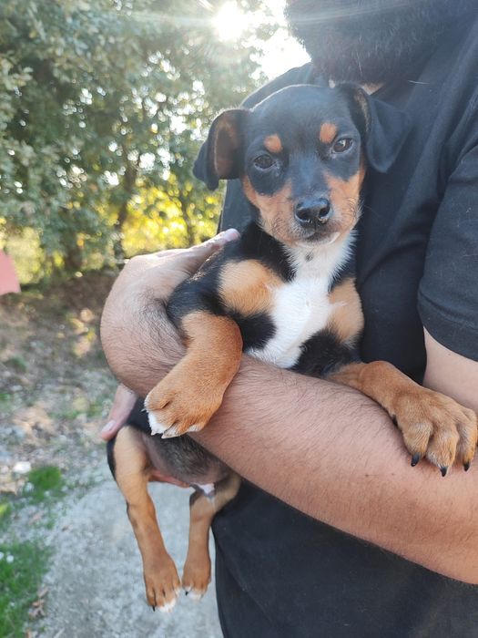 Bebés porte pequeno (xPinscher)