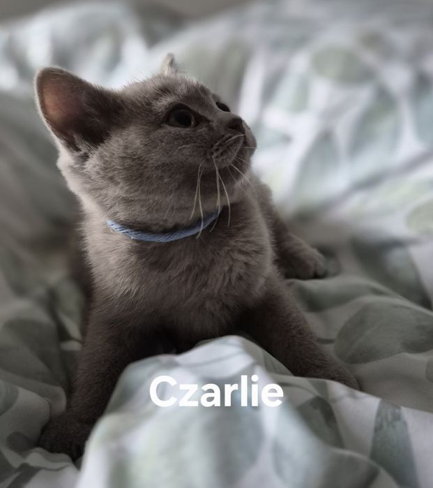 Kocurek Brytyjczyk  Liliowy.