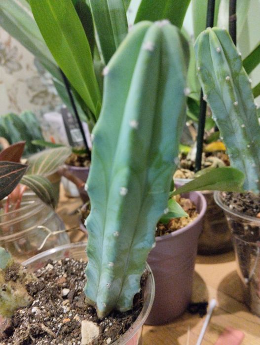 Myrtillocactus geometrical крупний