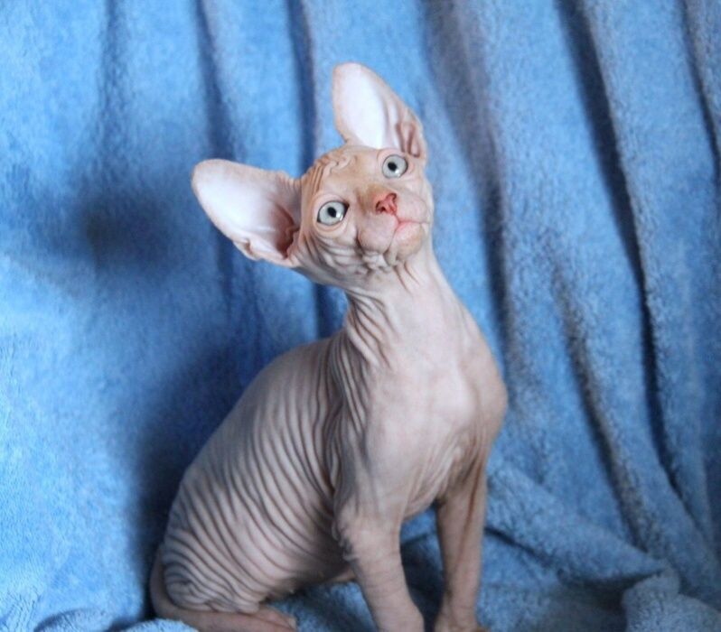 Мальчишки и девчонки