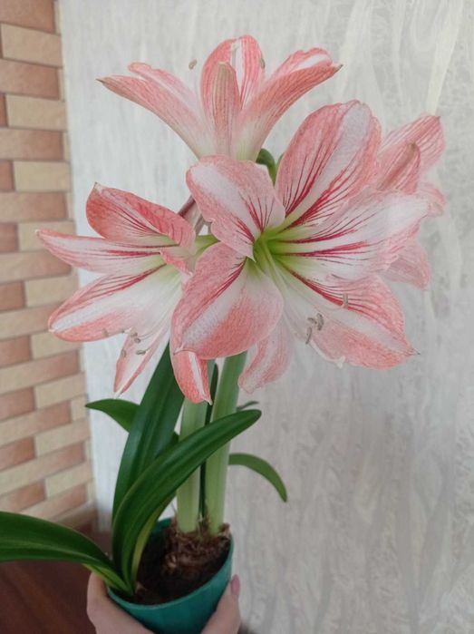 Амарилліс, гіпеаструм