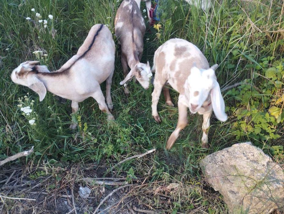 Продам цапків2х місячних нубійців 78%.  Торг присутній