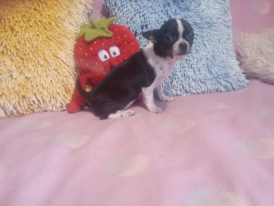 CHIHUAHUA - suczka