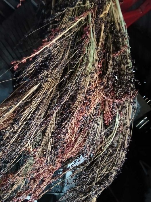 Насіння сорго та віничче