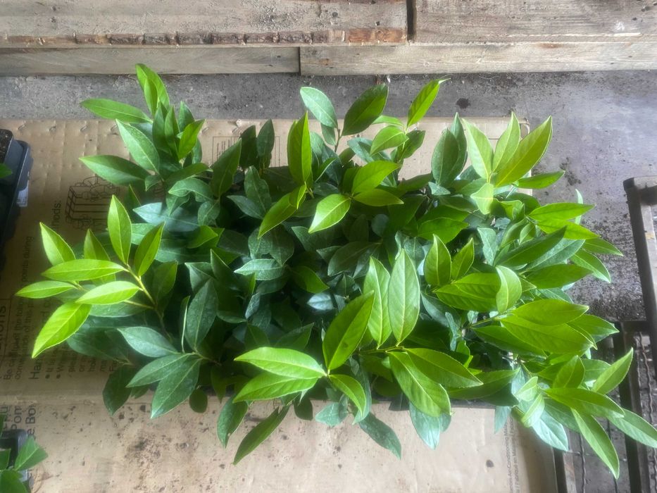 Novita! Caucasica! Laurowiśnia wschodnia detal/hurt multipaleta/multiplata! Dostawa/wysyłka! Prunus laurocerasus!