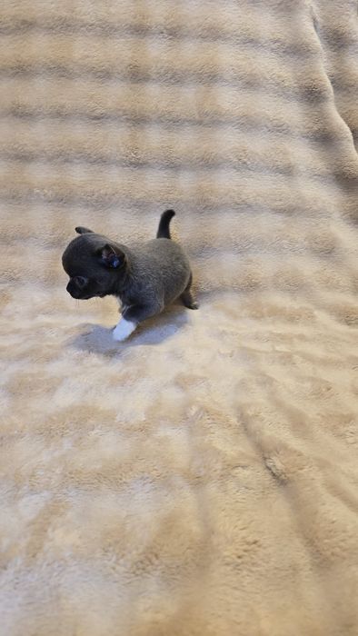 Chihuahua miniaturka śliczny