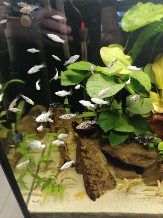 Molinezja nakrapiana Dalmatyńczyk.