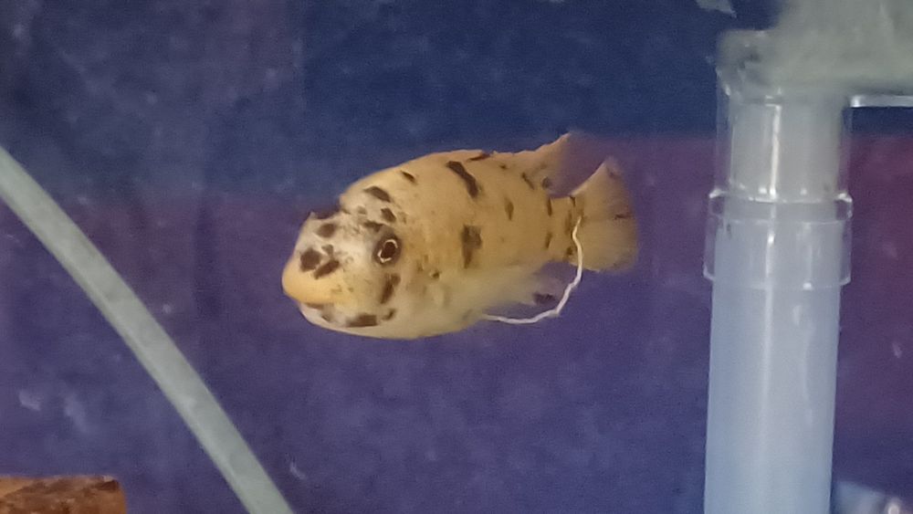 Labeotropheus trewavasae thumbi west  MC - RARA