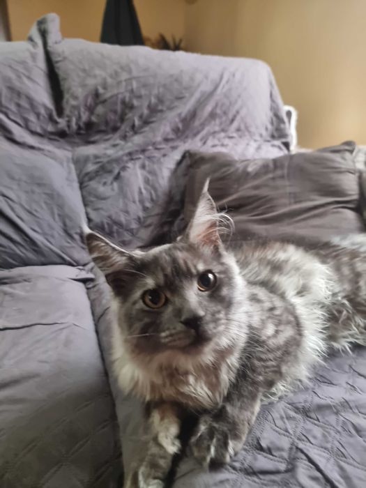 maine coon para covriçao