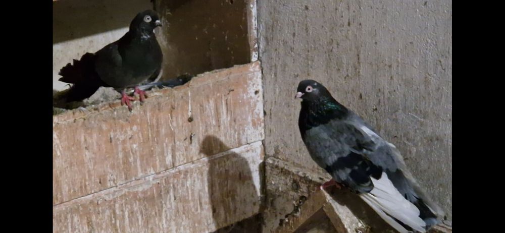 Gołębie zamojskie gładkie i czubate