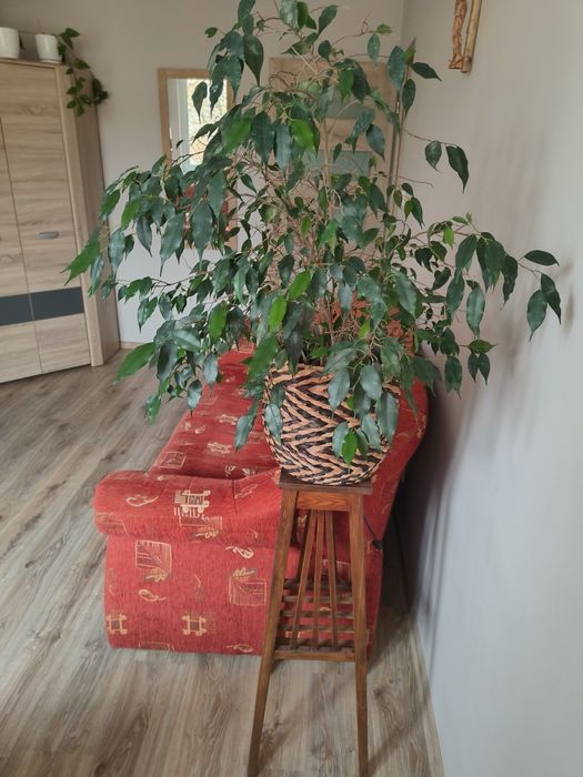 Fikus Benjamina roślina