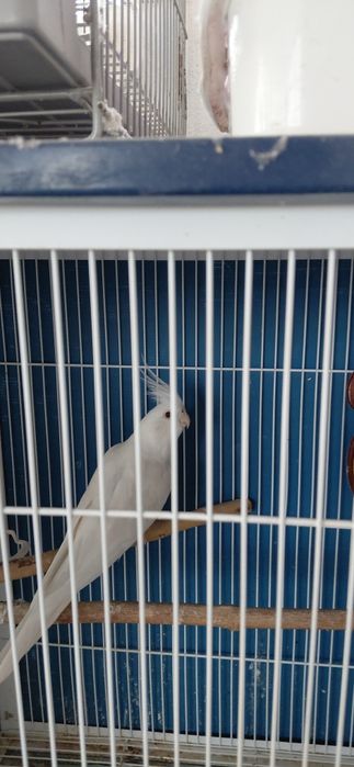 Caturras  machos bravas para criacao