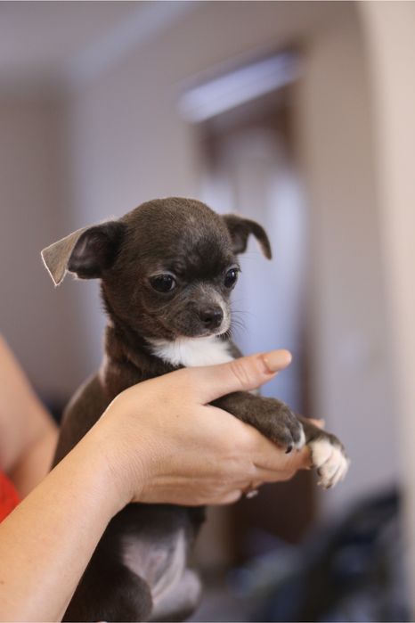 Дівчинка боакитна