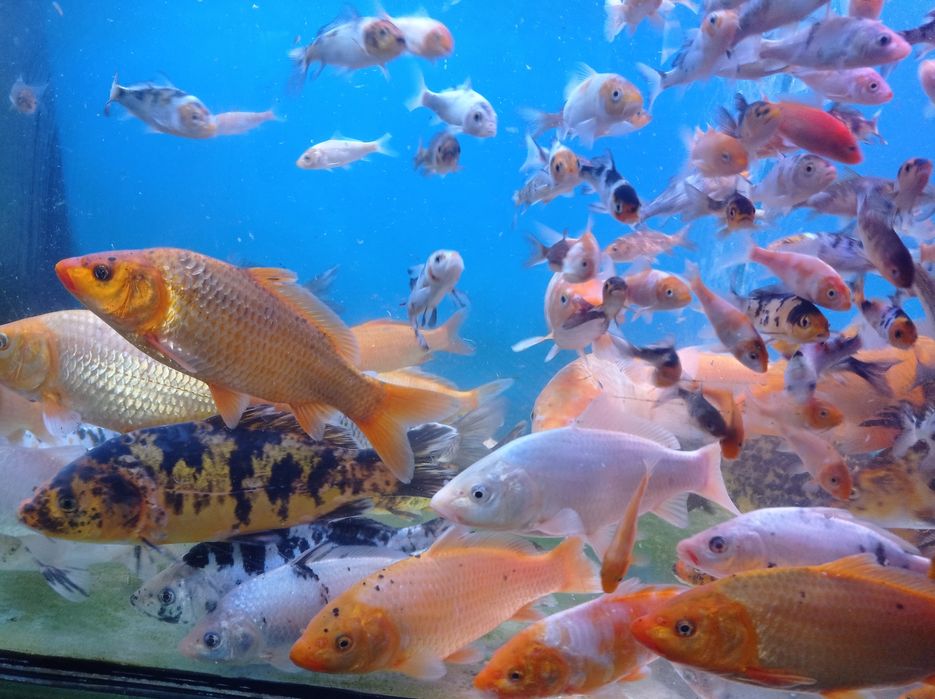 Narybek karpia koi.karasia. złota rybka.oczko wodne