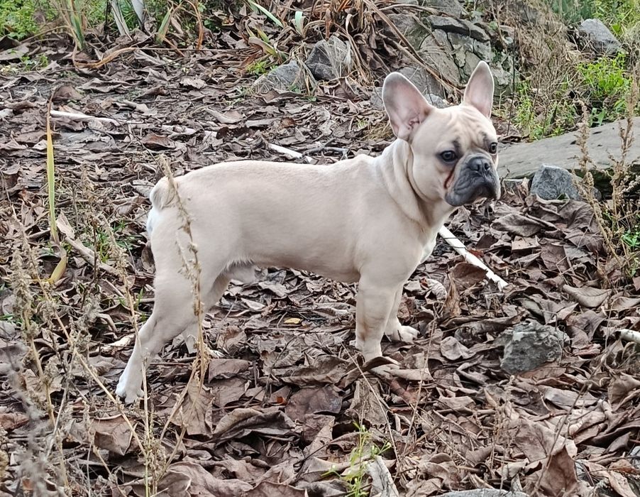 Хлопчик французького бульдога