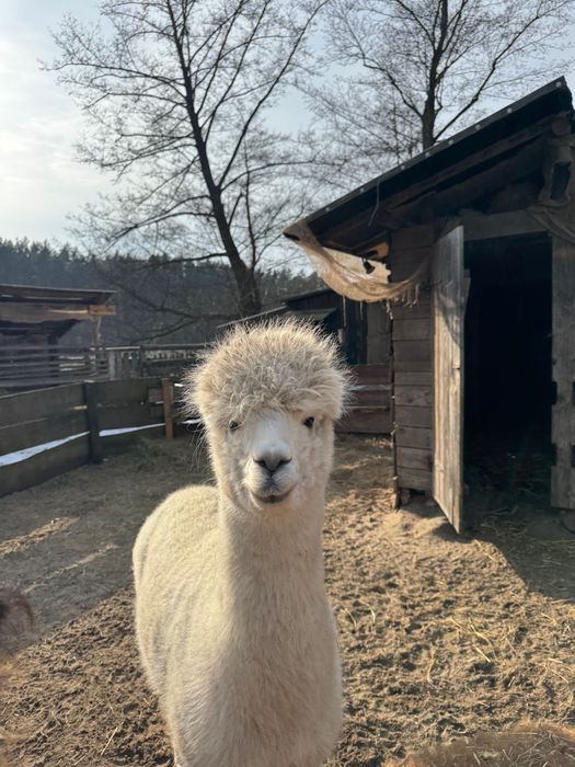 Alpaka - młoda samica