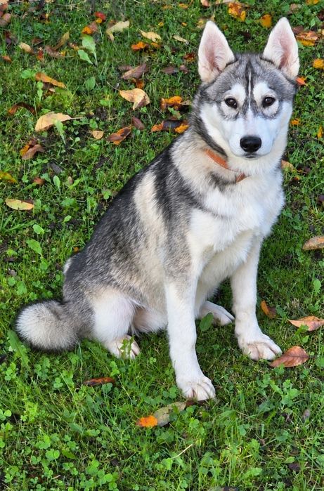 Siberian Husky-  cudowna Nira!