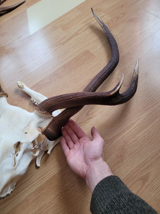 Poroże jelenia wielotykowiec trofeum