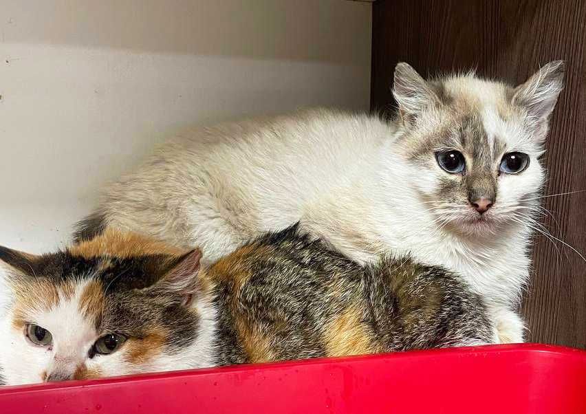 Блакитноока красуня-кішечка Еліс шукає дім (1 рік). Стерил. Кошка