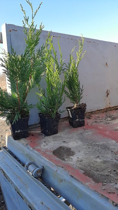 Cyprysowiec Leylanda, Cupressocyparis leylandii