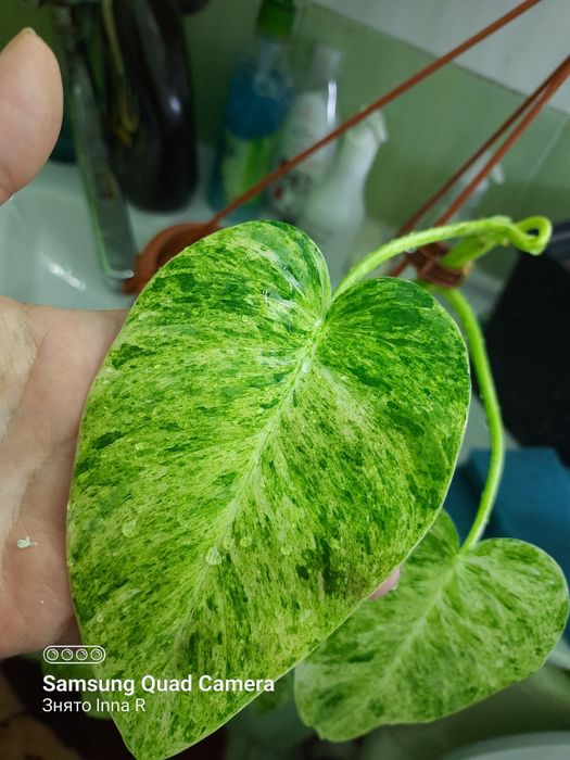 Philodendron Gigantelum var