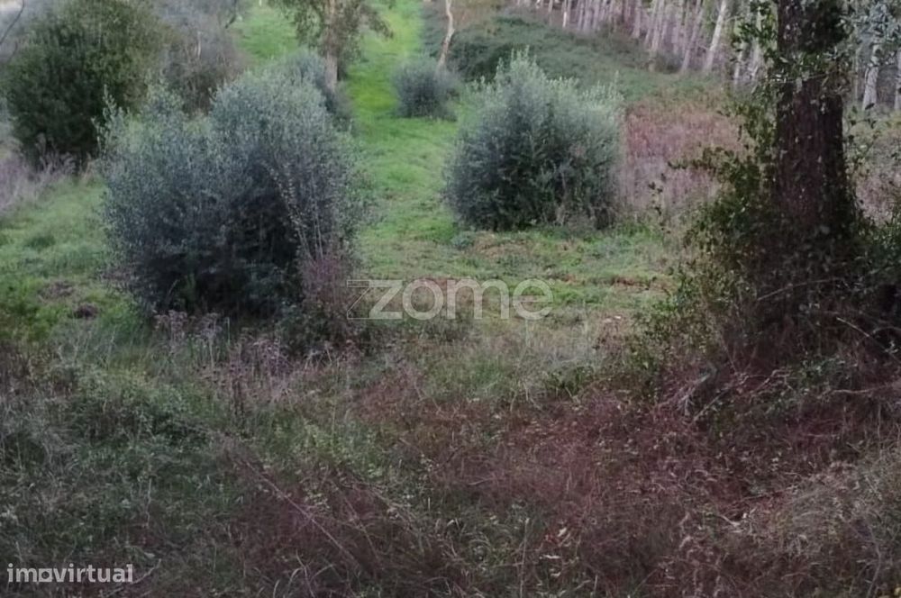 Terreno Rústico à Venda – Vila Nova de Anços 4.100m2