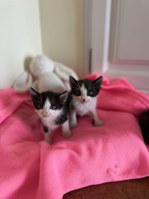 Gatinhos  para Adoção