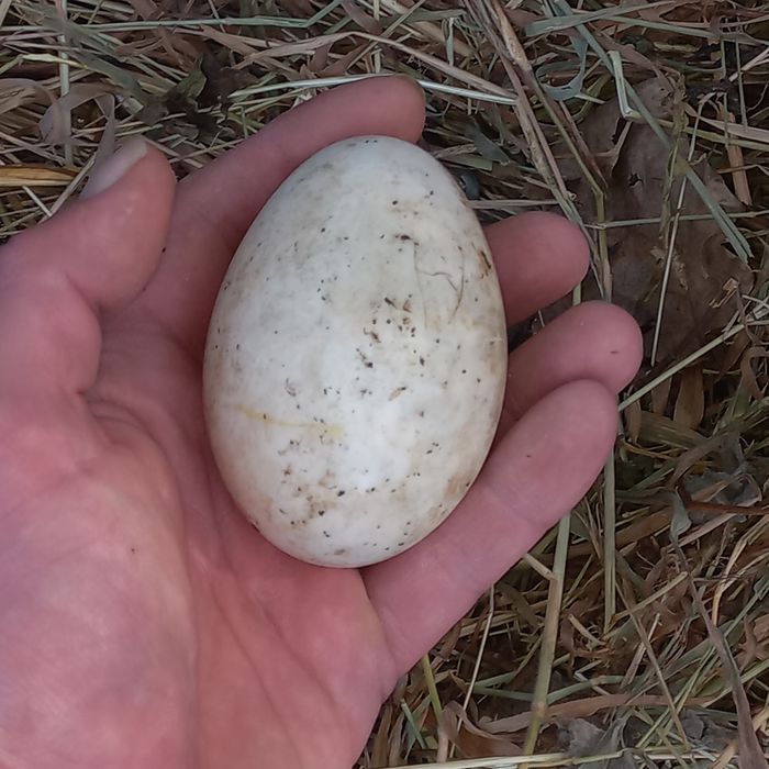 Troco ou vendo ovos de patas mudas e de gansa toulouse