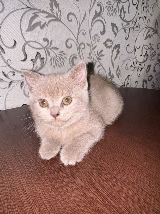 4 шотланскі кошенята