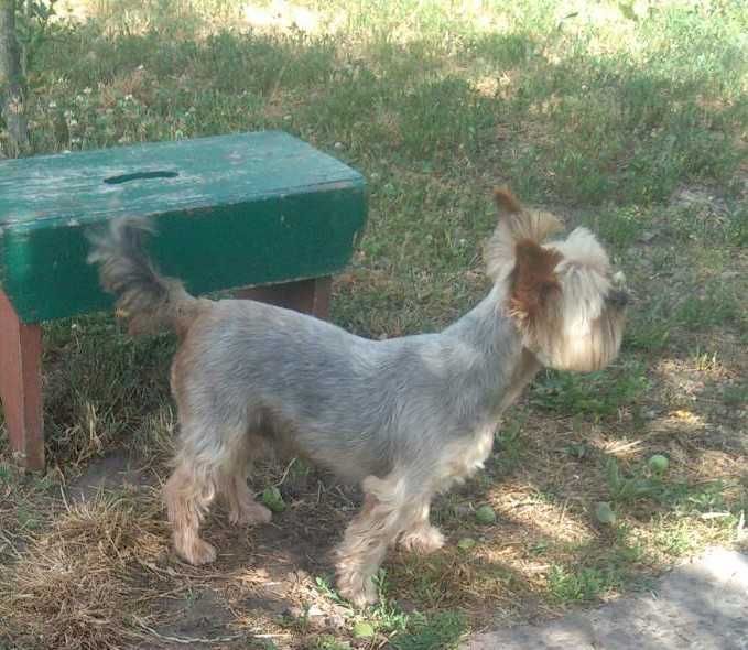 Пропала собака в р-ні жд вокзалу