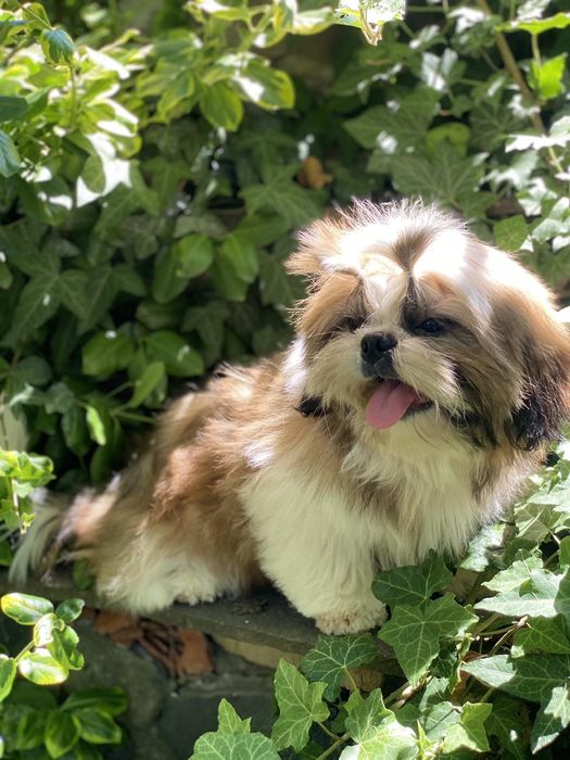 Милі , лялечки , цуцики Ши- Тцу  КСУ FCI