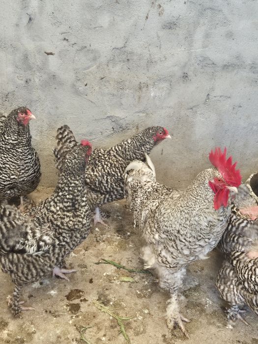 Frangos Maline e Brahama Perdiz