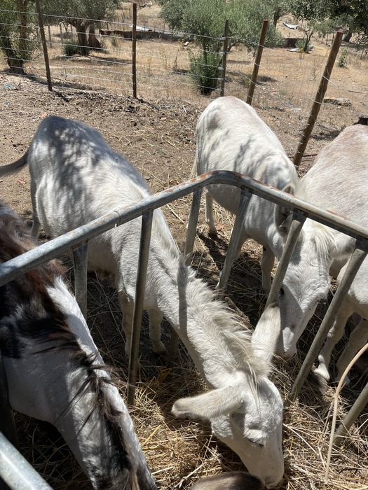 Burros machos