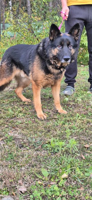 Piękny, łagodny pies w typie owczarka niemieckiego szuka domu